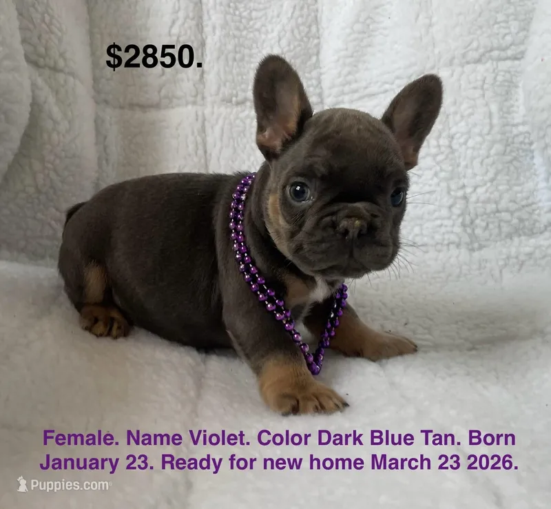 Violet  – French Bulldog puppy for sale in Fort Plain, NY