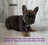 Violet , a female French Bulldog for sale in Fort Plain, NY – Photo 1 of 3