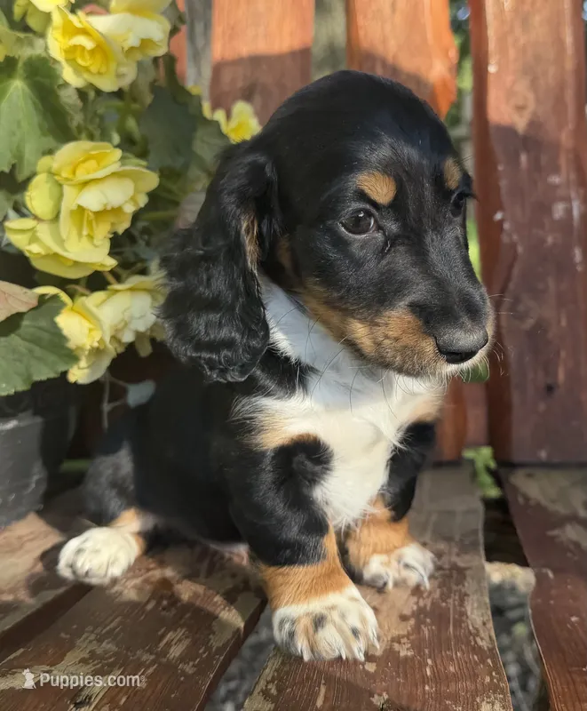 Daniel  – Doxiepoo puppy for sale in Fort Plain, NY