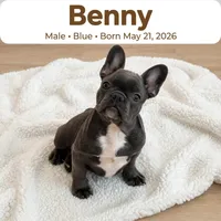 Benny, a male French Bulldog for sale in Fort Plain, NY – 1 of 3