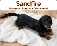 Levi, a male Doxiepoo for sale in Fort Plain, NY – 3 of 3