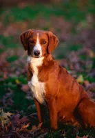 Aayla, a female Miniature Labradoodle for sale in Danville, PA – Photo 1 of 2