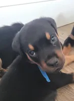 Blu collar, a male Rottweiler for sale in Buffalo, MO – Photo 3 of 8