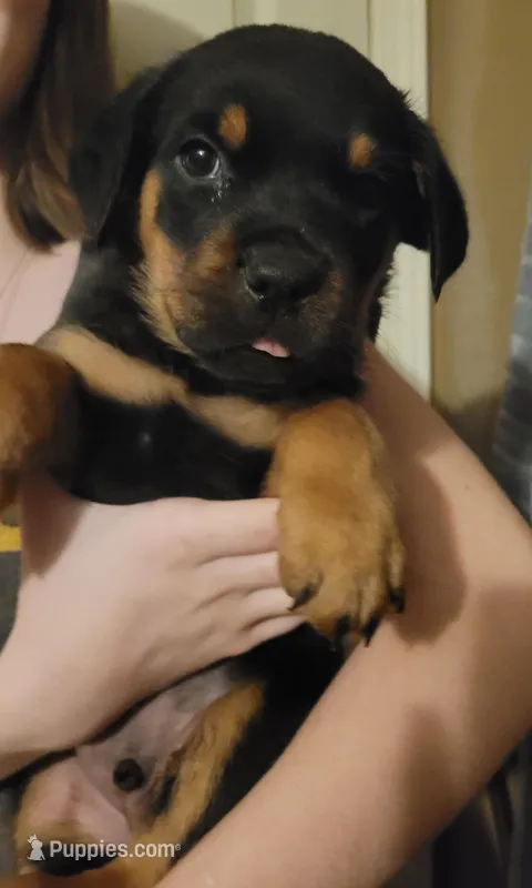 Blu collar – Rottweiler puppy for sale in Buffalo, MO