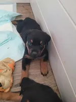 Blu collar, a male Rottweiler for sale in Buffalo, MO – Photo 6 of 8