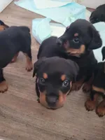 Blu collar, a male Rottweiler for sale in Buffalo, MO – Photo 5 of 8