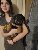 Blu collar, a male Rottweiler for sale in Buffalo, MO – Photo 2 of 8