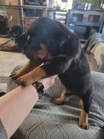 Buddy, a male Rottweiler for sale in Buffalo, MO – Photo 4 of 6