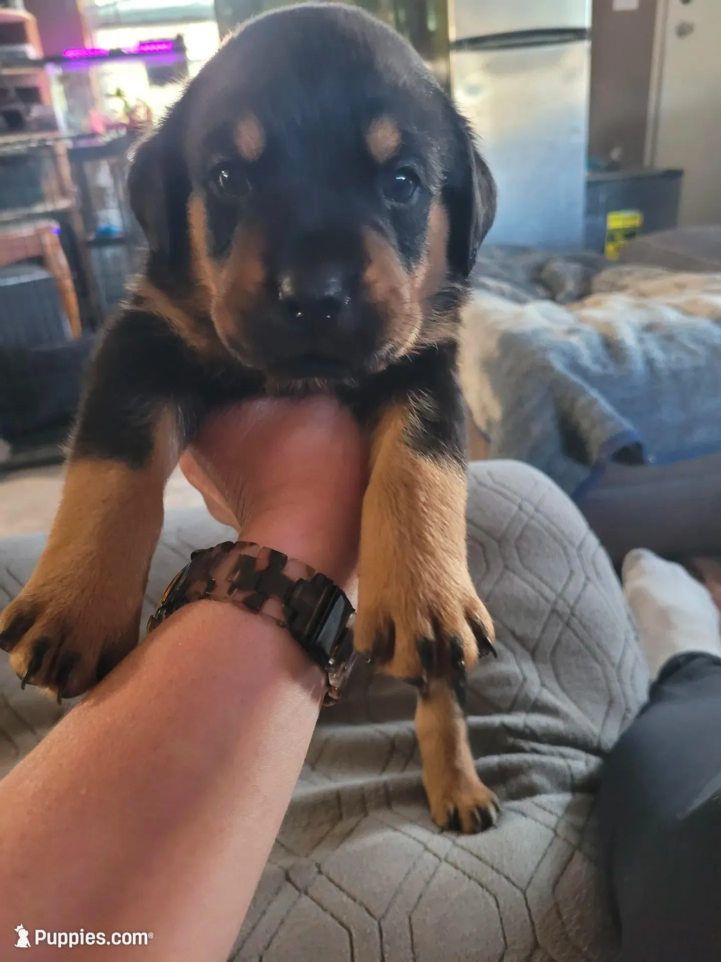 Buddy – Rottweiler puppy for sale in Buffalo, MO