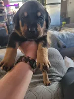 Buddy, a male Rottweiler for sale in Buffalo, MO – Photo 3 of 6