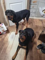 Buddy, a male Rottweiler for sale in Buffalo, MO – Photo 6 of 6