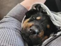 Buddy, a male Rottweiler for sale in Buffalo, MO – Photo 5 of 6