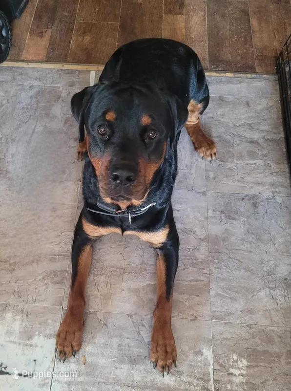 Buddy – Rottweiler puppy for sale in Buffalo, MO