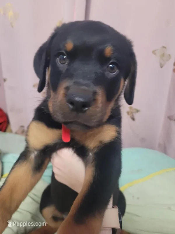 Princess  – Rottweiler puppy for sale in Buffalo, MO