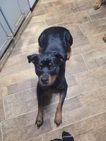 Princess , a female Rottweiler for sale in Buffalo, MO – Photo 7 of 7