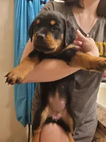 Princess , a female Rottweiler for sale in Buffalo, MO – Photo 2 of 7