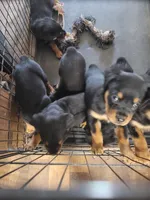 Princess , a female Rottweiler for sale in Buffalo, MO – Photo 5 of 7