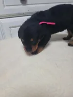 Princess , a female Rottweiler for sale in Buffalo, MO – Photo 3 of 7