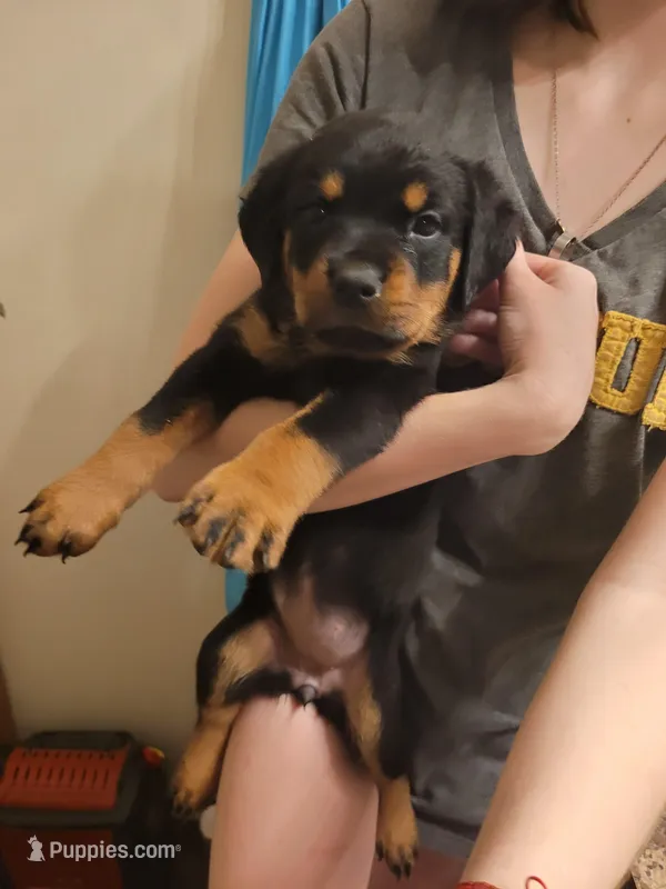 Princess  – Rottweiler puppy for sale in Buffalo, MO