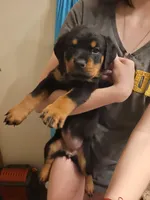 Princess , a female Rottweiler for sale in Buffalo, MO – Photo 1 of 7