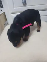 Princess , a female Rottweiler for sale in Buffalo, MO – Photo 4 of 7