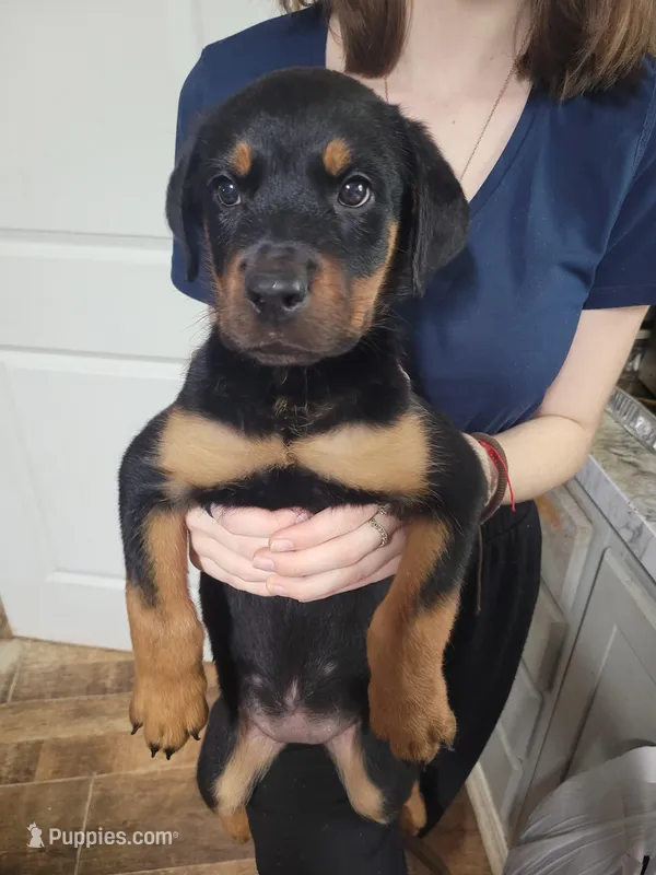 Lilly – Rottweiler puppy for sale in Buffalo, MO