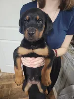 Lilly, a female Rottweiler for sale in Buffalo, MO – Photo 1 of 7