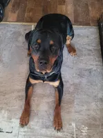 Lilly, a female Rottweiler for sale in Buffalo, MO – Photo 6 of 7