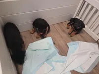 Lilly, a female Rottweiler for sale in Buffalo, MO – Photo 5 of 7