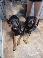 Lilly, a female Rottweiler for sale in Buffalo, MO – Photo 7 of 7