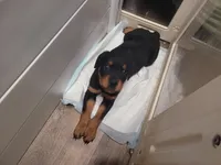 Lilly, a female Rottweiler for sale in Buffalo, MO – Photo 4 of 7