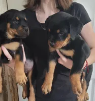 Lilly, a female Rottweiler for sale in Buffalo, MO – Photo 3 of 7