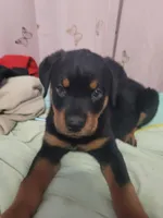 Lilly, a female Rottweiler for sale in Buffalo, MO – Photo 2 of 7