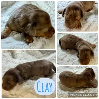 Clay, a male Miniature Dachshund for sale in West Plains, MO – 4 of 7