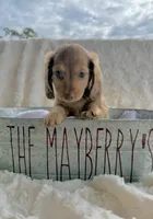 Cocoa, a female Miniature Dachshund for sale in Caulfield, MO – 3 of 9