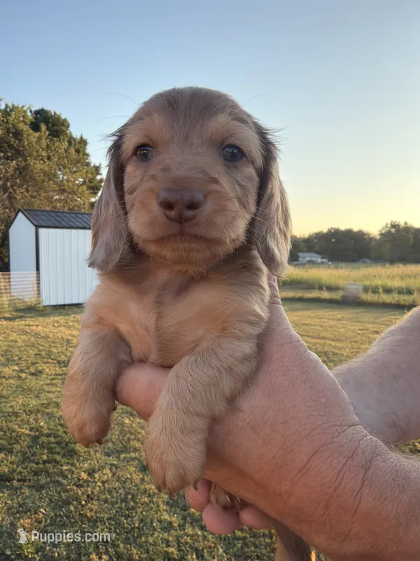 Clay – Miniature Dachshund puppy for sale in West Plains, MO