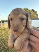 Clay, a male Miniature Dachshund for sale in West Plains, MO – 5 of 7