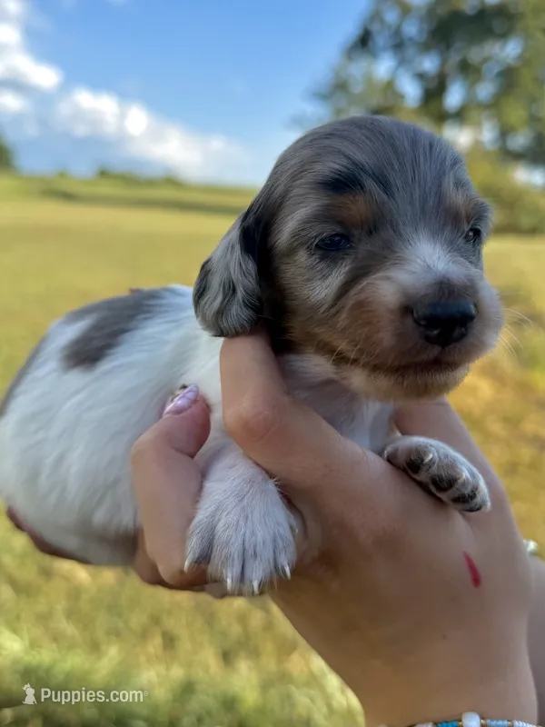 Chuck – Miniature Dachshund puppy for sale in West Plains, MO