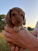 Cocoa, a female Miniature Dachshund for sale in West Plains, MO – 2 of 5