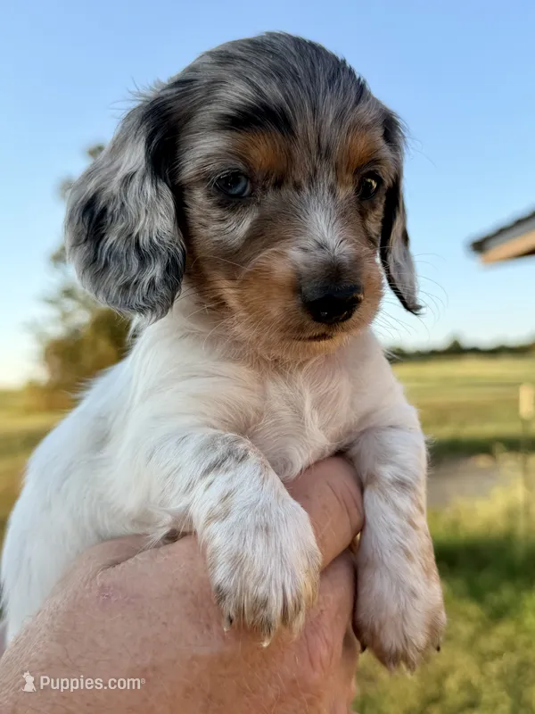 Chuck – Miniature Dachshund puppy for sale in West Plains, MO