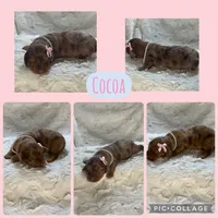 Cocoa, a female Miniature Dachshund for sale in West Plains, MO – 3 of 5