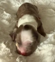 Cash, a male Miniature Dachshund for sale in West Plains, MO – 2 of 7