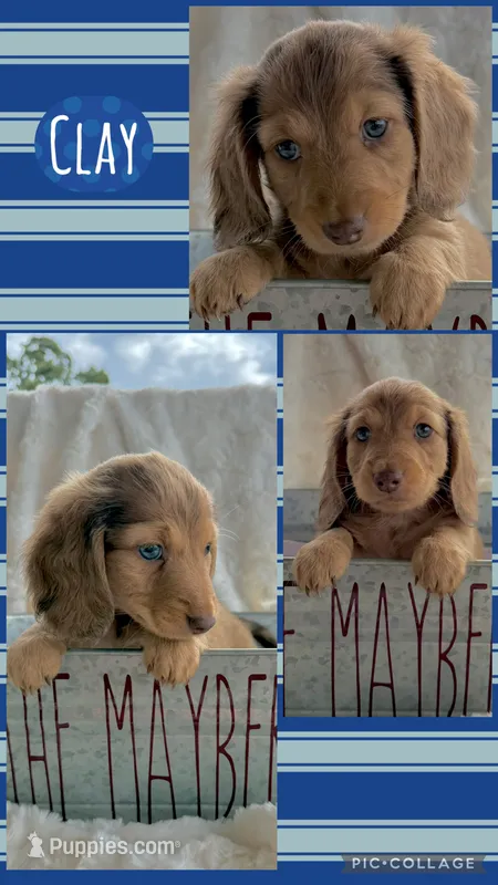 Clay – Miniature Dachshund puppy for sale in West Plains, MO