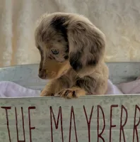 Chloe, a female Miniature Dachshund for sale in West Plains, MO – 3 of 6