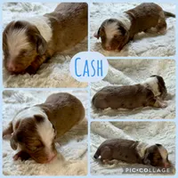 Cash, a male Miniature Dachshund for sale in West Plains, MO – 3 of 7
