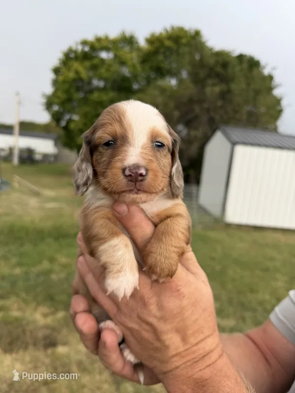 Cash – Miniature Dachshund puppy for sale in West Plains, MO