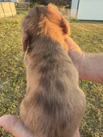 Clay, a male Miniature Dachshund for sale in West Plains, MO – 3 of 7