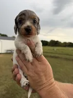 Chuck, a male Miniature Dachshund for sale in West Plains, MO – 6 of 8