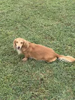 Cash, a male Miniature Dachshund for sale in West Plains, MO – 7 of 7