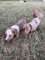 Cash, a male Miniature Dachshund for sale in West Plains, MO – 5 of 7